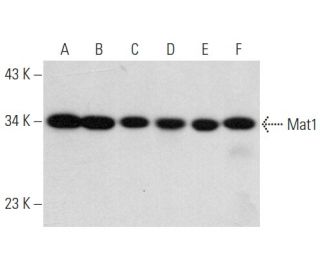 Mat1 Antibody (F-6) - Western Blotting - Image 357966 