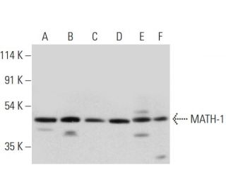 MATH-1 Antibody (H-6) - Western Blotting - Image 314078 