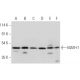 MATH-1 Antibody (H-6) - Western Blotting - Image 314078 
