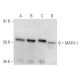 MATH-1 Antibody (H-6) - Western Blotting - Image 357291