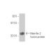 Matrilin-2 Antibody (2B8) - Western Blotting - Image 348540