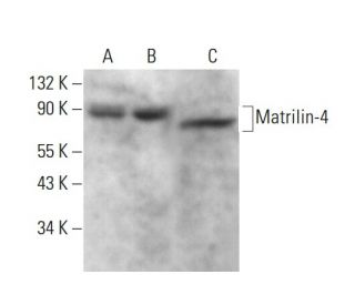 Matrilin-4 Antibody (B-1) - Western Blotting - Image 376599 