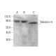 Matrilin-4 Antibody (B-1) - Western Blotting - Image 376599 