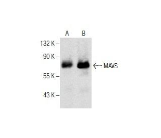 MAVS Antibody (E-3) - Western Blotting - Image 286130 