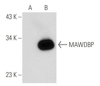 MAWDBP Antibody (1) - Western Blotting - Image 55399 