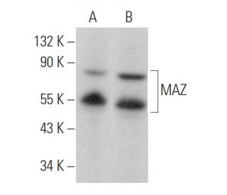 MAZ Antibody (133.7) - Western Blotting - Image 378671 