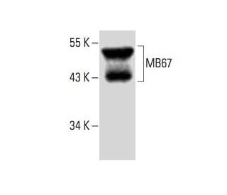 MB67 Antibody (C-12) - Western Blotting - Image 394300 