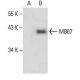 MB67 Antibody (H-3) - Western Blotting - Image 394296 