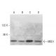 MBD1 Antibody (100B272.1) - Western Blotting - Image 14388