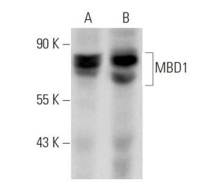 MBD1 Antibody (A-5) - Western Blotting - Image 12824 