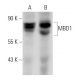 MBD1 Antibody (A-5) - Western Blotting - Image 12824 