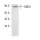 MBD1 Antibody (A-5) - Western Blotting - Image 373180