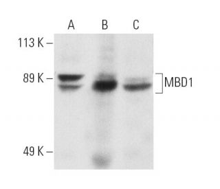 MBD1 Antibody (B-5) - Western Blotting - Image 1504 