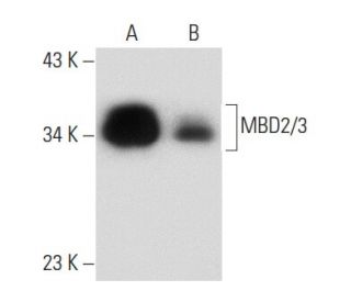MBD2/3 Antibody (D-7) - Western Blotting - Image 134000 