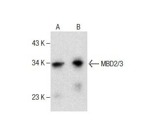 MBD2/3 Antibody (E-8) - Western Blotting - Image 286747 