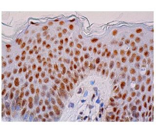 MBD2 Antibody (C-11) - Immunohistochemistry - Image 333317 