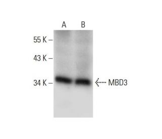 MBD3 Antibody (F-11) - Western Blotting - Image 72443