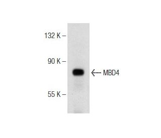 MBD4 Antibody (A-8) - Western Blotting - Image 146512 