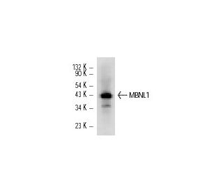 MBNL1 Antibody (3A4) - Western Blotting - Image 12517 