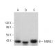 MBNL1 Antibody (4A8) - Western Blotting - Image 373388 