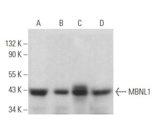 MBNL1 Antibody (4A8) - Western Blotting - Image 373490 