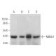 MBNL1 Antibody (4A8) - Western Blotting - Image 373490 