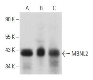MBNL2 Antibody (D-1) - Western Blotting - Image 356900 