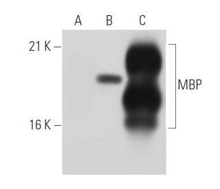MBP Antibody (201) - Western Blotting - Image 43467