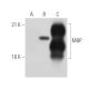 MBP Antibody (201) - Western Blotting - Image 43467