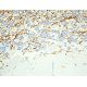 MBP Antibody (C-1) - Immunohistochemistry - Image 411468