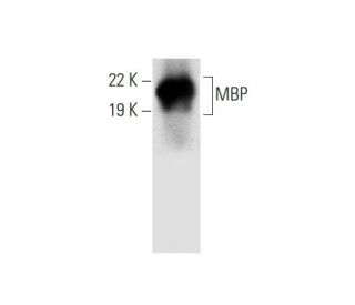 MBP Antibody (C-1) - Western Blotting - Image 301537 