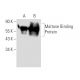 MBP-probe Antibody (P2F1) - Western Blotting - Image 9526