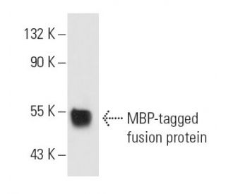 MBP-probe Antibody (P2F1) - Western Blotting - Image 10594 