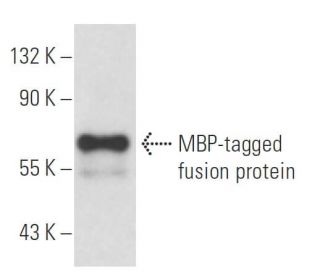 MBP-probe Antibody (R3.2) - Western Blotting - Image 18087