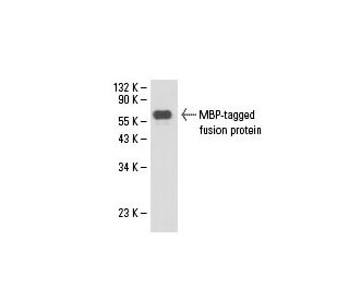 MBP-probe Antibody (TVG MBP 3) - Western Blotting - Image 18088