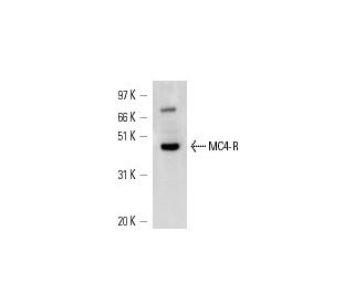 MC4-R Antibody (C-10) - Western Blotting - Image 14774 