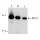 MCAD Antibody (A-5) - Western Blotting - Image 357340 