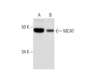 MCAT Antibody (E-11) - Western Blotting - Image 290844Each CRISPR/Cas9 Knockout (KO) Plasmid product consists of a pool of 3 plasmids designed to ensure identification and cleavage of a specific gene for maximum knockout efficiency. Each plasmid encodes a unique 20 nt sequence derived from the GeCKO (v2) library. 