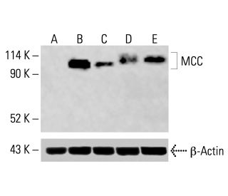 MCC Antibody (A-9) - Western Blotting - Image 415411
