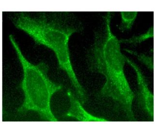 MCCA Antibody (D-11) - Immunofluorescence - Image 157258 