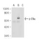 MCF7 + EGF + beta-estradiol Cell Lysate: sc-24730. Western blot...