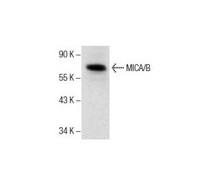 MICA/B Antibody (F-6) - Western Blotting - Image 286125 