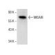 MICA/B Antibody (F-6) - Western Blotting - Image 286125 