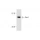 Gas1 (H-300): sc-33175. Western blot analysis of Gas1 expression in MCF7 whole cell lysate.