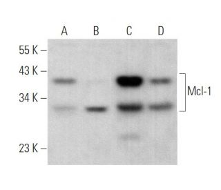 Mcl-1 Antibody (G-7) - Western Blotting - Image 375152 