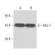 Mcl-1 Antibody (MCL-401) - Western Blotting - Image 16302