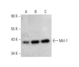 Mcl-1 Antibody (RC31) - Western Blotting - Image 353207 