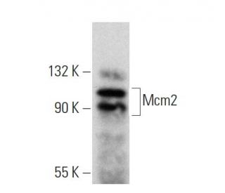 Mcm2 Antibody (C-3) - Western Blotting - Image 359975