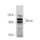 Mcm2 Antibody (C-3) - Western Blotting - Image 359975