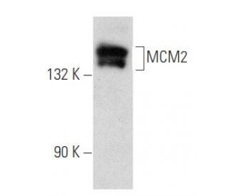 MCM2 Antibody (E-8) - Western Blotting - Image 356630 